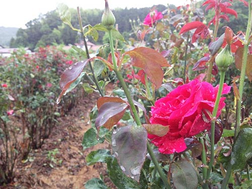 食べられるバラ？！島根県大田市の奥出雲薔薇園「さ姫ソーダ」