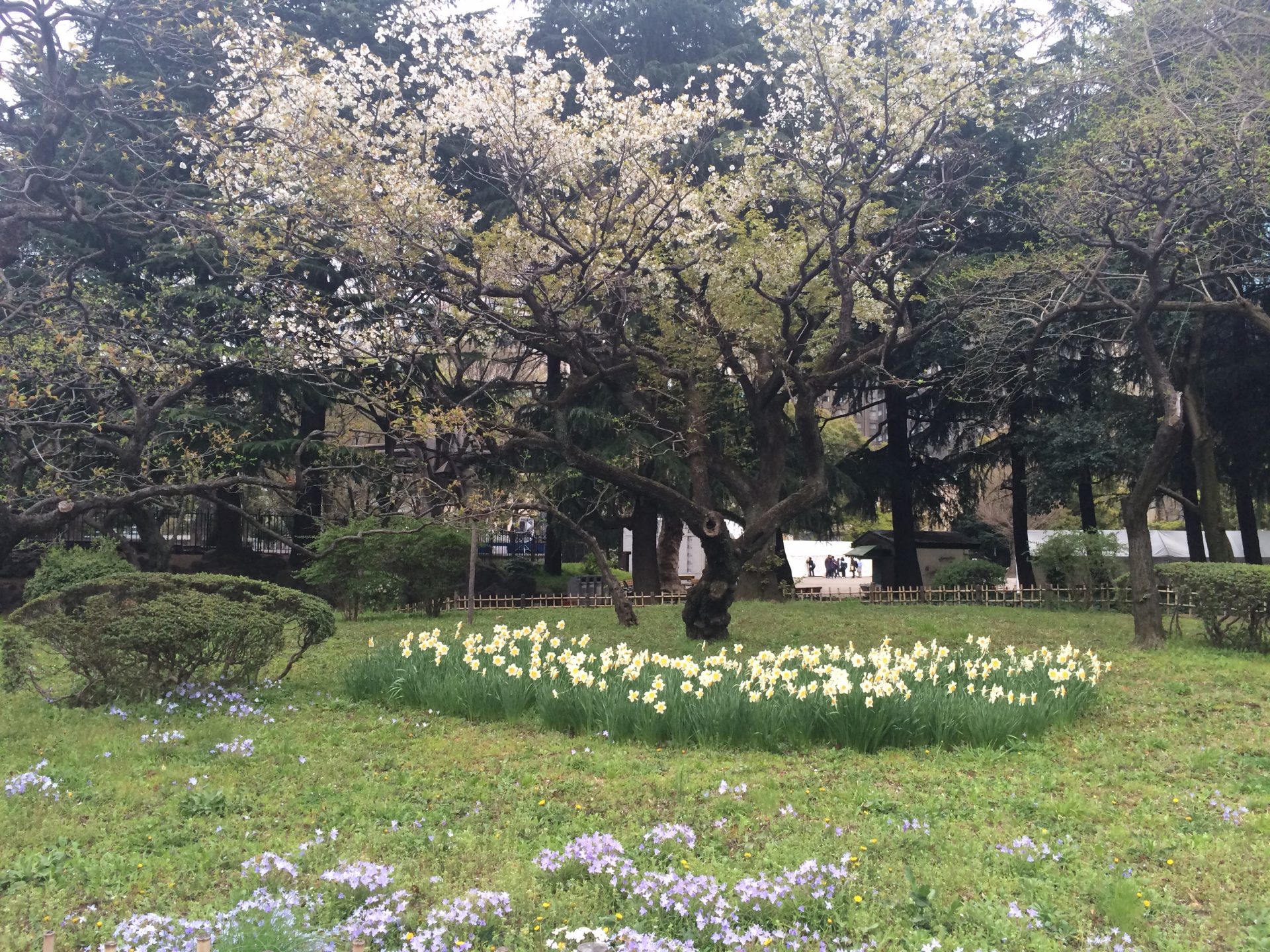 都会の春は桜だけ？日比谷公園で見つけた「春」