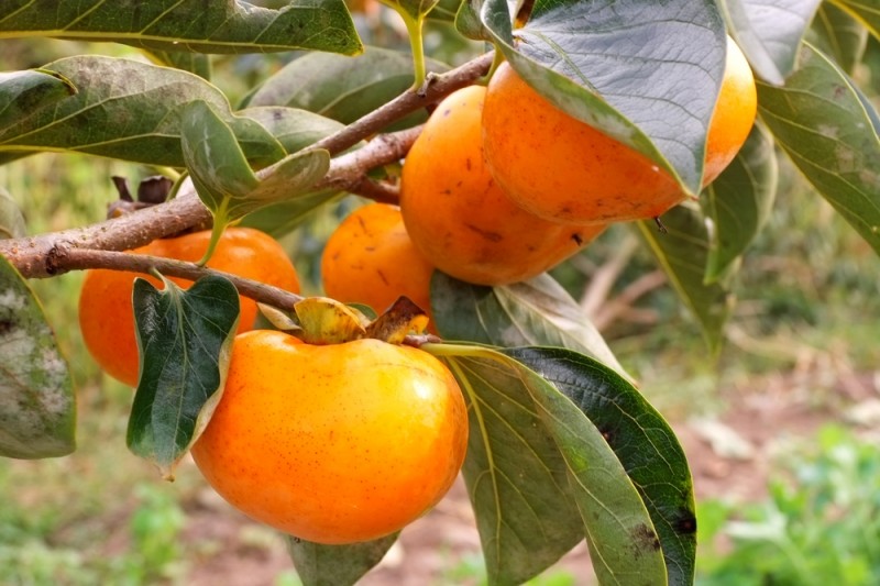 柿の全国生産量1位の和歌山県では、柿がハロウィンのかぼちゃの地位を脅かしている!