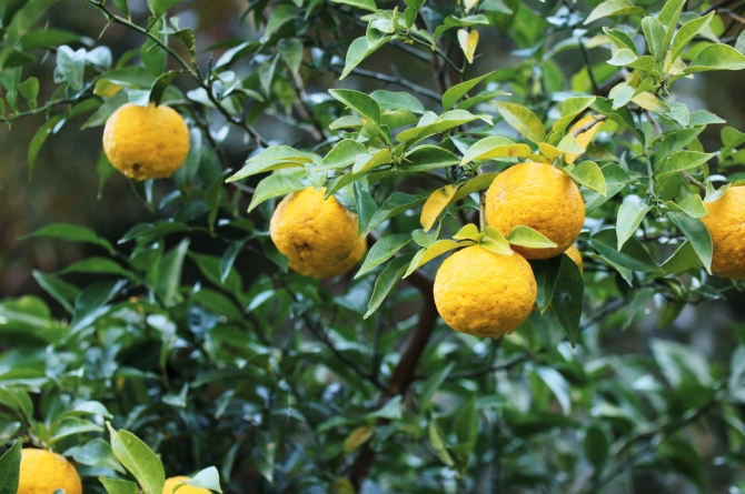 高知が秋葉原で味わえる!!【うまいぜよ！高知”味力”フェア】を見逃すな!