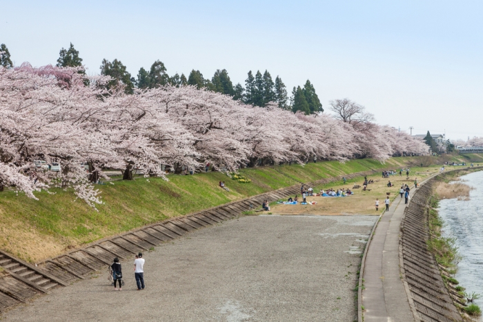 資生堂と秋田角館がコラボ、桜の香りの石けん