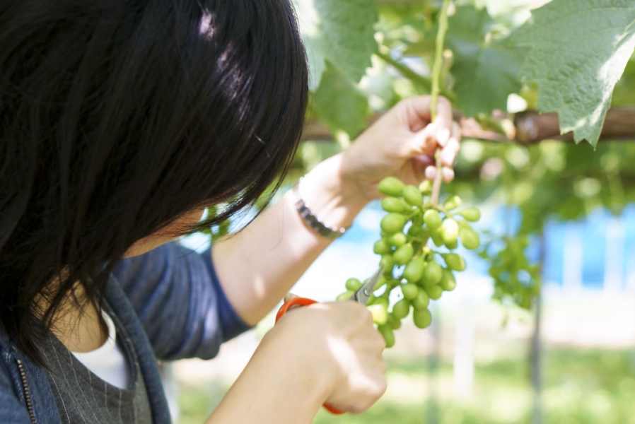 14241638_232224330509146_6862716311630033979_o