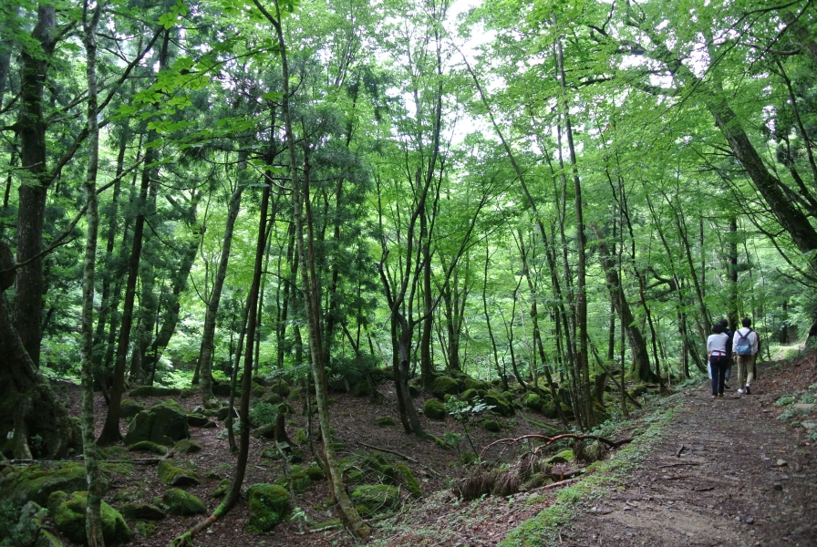 五感を研ぎ澄ます鳥取県智頭町の森林セラピー