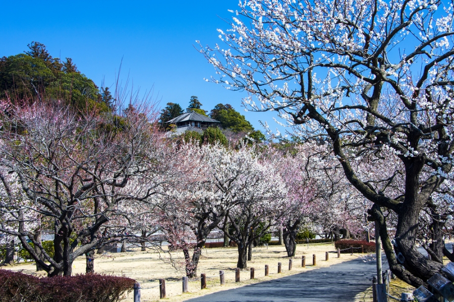 ただの庭園ではない! 日本三名園のひとつ「偕楽園」に込められた徳川斉昭の想い “一張一弛” って!?