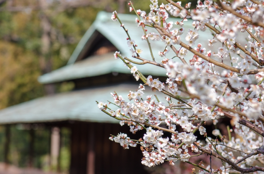 昔のお花見は桜よりも梅が人気!? 神戸市東灘区のシンボルが「梅」の理由って?