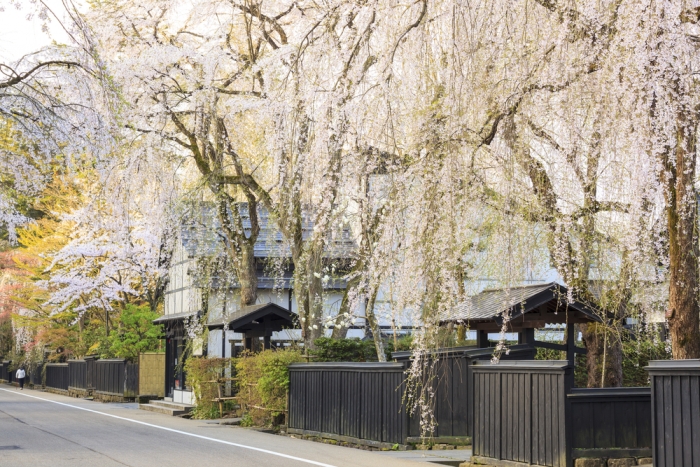 秋田角館「シダレザクラ」武家屋敷に咲く国指定天然記念物の桜、人気観光スポット